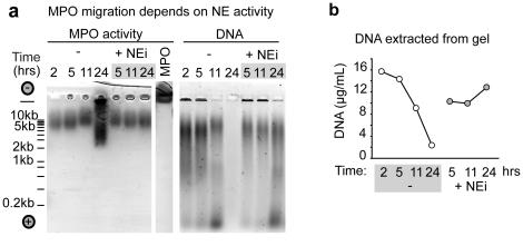 https://cdn.ncbi.nlm.nih.gov/pmc/blobs/8247/3235130/4fde27954baa/pone.0028526.g005.jpg