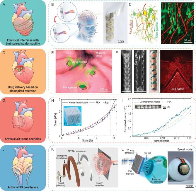https://cdn.ncbi.nlm.nih.gov/pmc/blobs/8248/10833470/55aa0758a87d/nwad314fig8.jpg