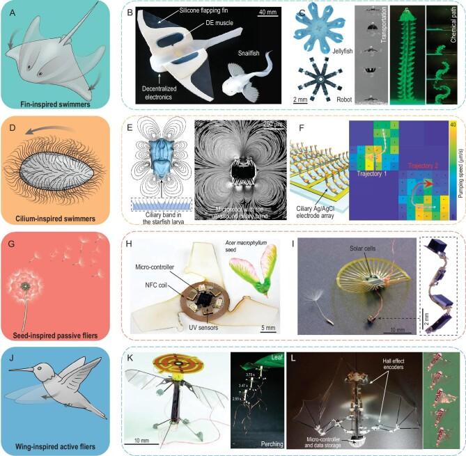 https://cdn.ncbi.nlm.nih.gov/pmc/blobs/8248/10833470/e13cad7d0cea/nwad314fig7.jpg