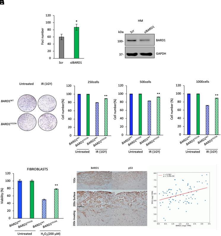 https://cdn.ncbi.nlm.nih.gov/pmc/blobs/824b/11260134/05d8136f30b7/pnas.2405231121fig06.jpg