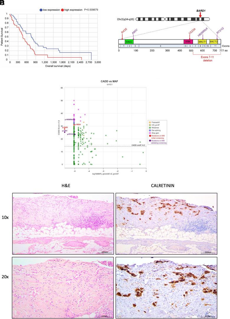 https://cdn.ncbi.nlm.nih.gov/pmc/blobs/824b/11260134/7b0c16b90f6d/pnas.2405231121fig01.jpg