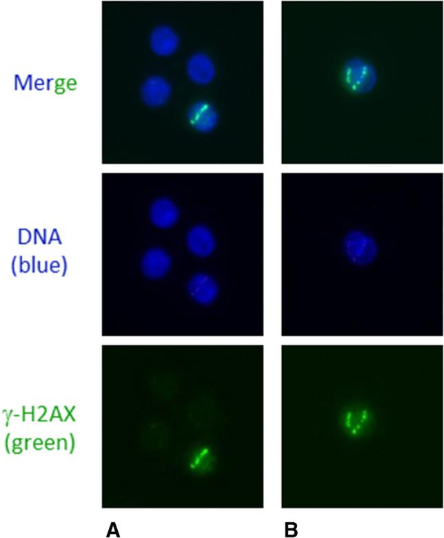 https://cdn.ncbi.nlm.nih.gov/pmc/blobs/824c/9525426/bcf044f506c6/259_2022_5860_Fig1_HTML.jpg