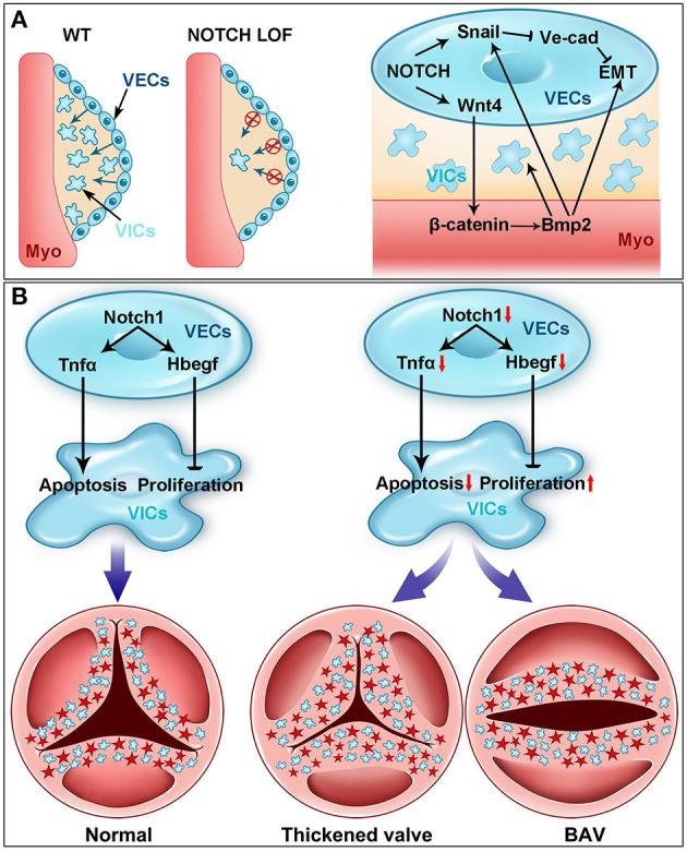 https://cdn.ncbi.nlm.nih.gov/pmc/blobs/824d/8259786/72d8c6929219/fcvm-08-682298-g0003.jpg