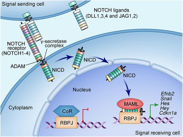 https://cdn.ncbi.nlm.nih.gov/pmc/blobs/824d/8259786/c8210c98bb6a/fcvm-08-682298-g0002.jpg