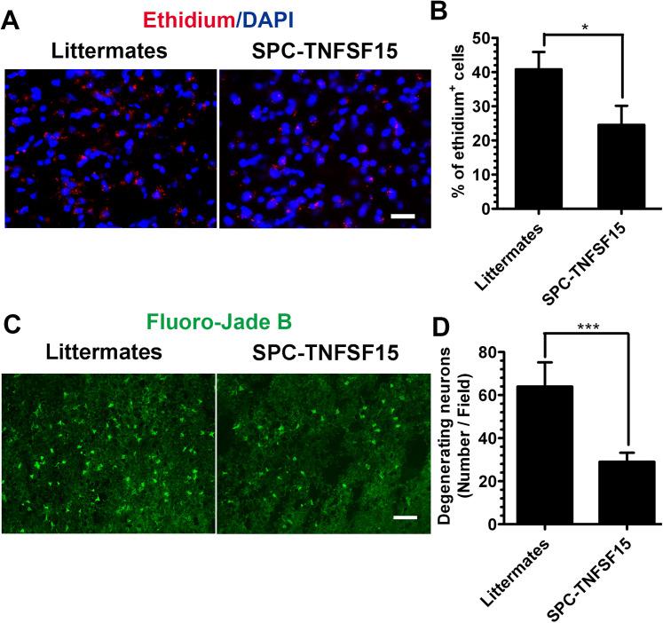 https://cdn.ncbi.nlm.nih.gov/pmc/blobs/8250/8642778/1c4d3c379830/10.1177_17590914211038441-fig2.jpg