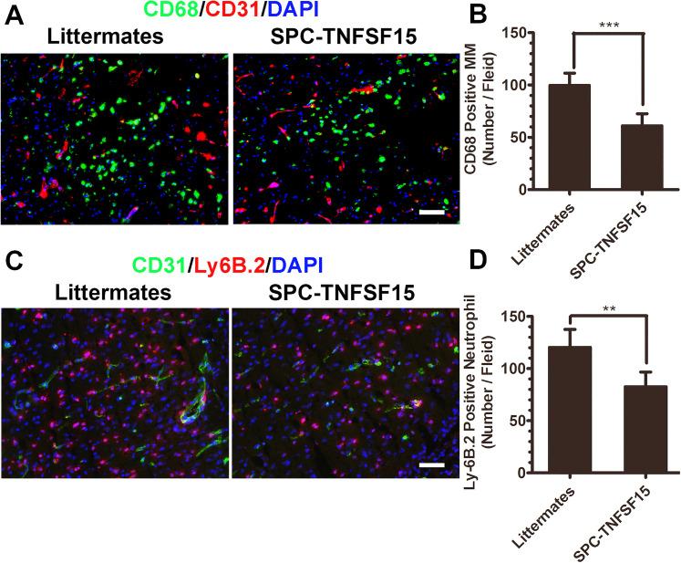 https://cdn.ncbi.nlm.nih.gov/pmc/blobs/8250/8642778/7d04de6d683f/10.1177_17590914211038441-fig3.jpg