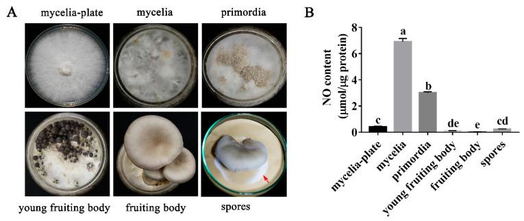 https://cdn.ncbi.nlm.nih.gov/pmc/blobs/8253/9605416/f714b72bc58b/jof-08-01055-g001.jpg