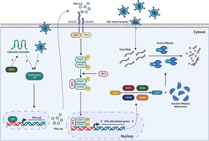 https://cdn.ncbi.nlm.nih.gov/pmc/blobs/8255/10415450/6d77ef50c4d4/12035_2023_3381_Fig10_HTML.jpg