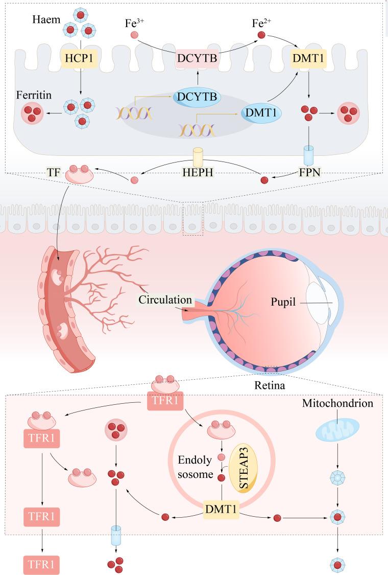 https://cdn.ncbi.nlm.nih.gov/pmc/blobs/8257/11236620/5cb5981dd347/fimmu-15-1440309-g002.jpg