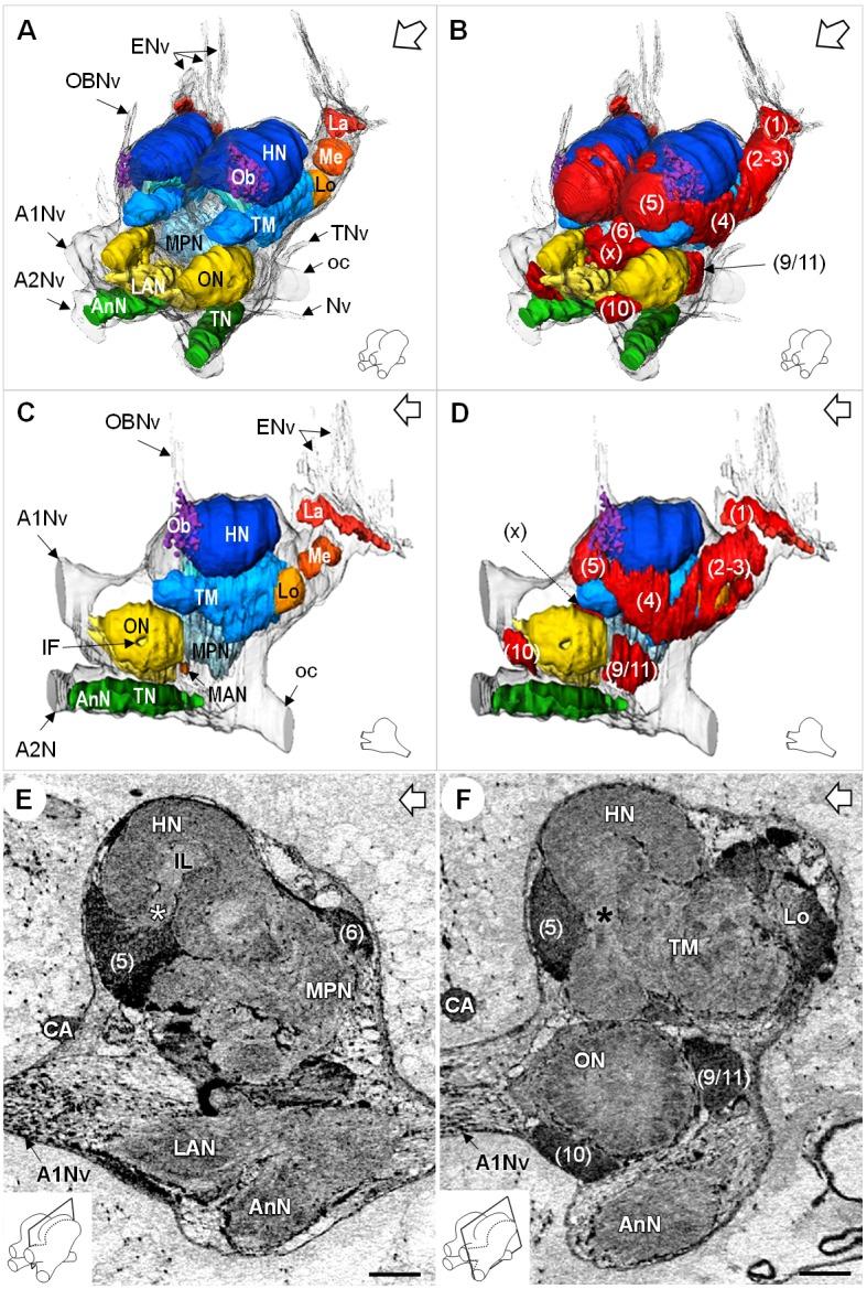 https://cdn.ncbi.nlm.nih.gov/pmc/blobs/8259/6684273/ad018727e329/elife-47550-fig4.jpg