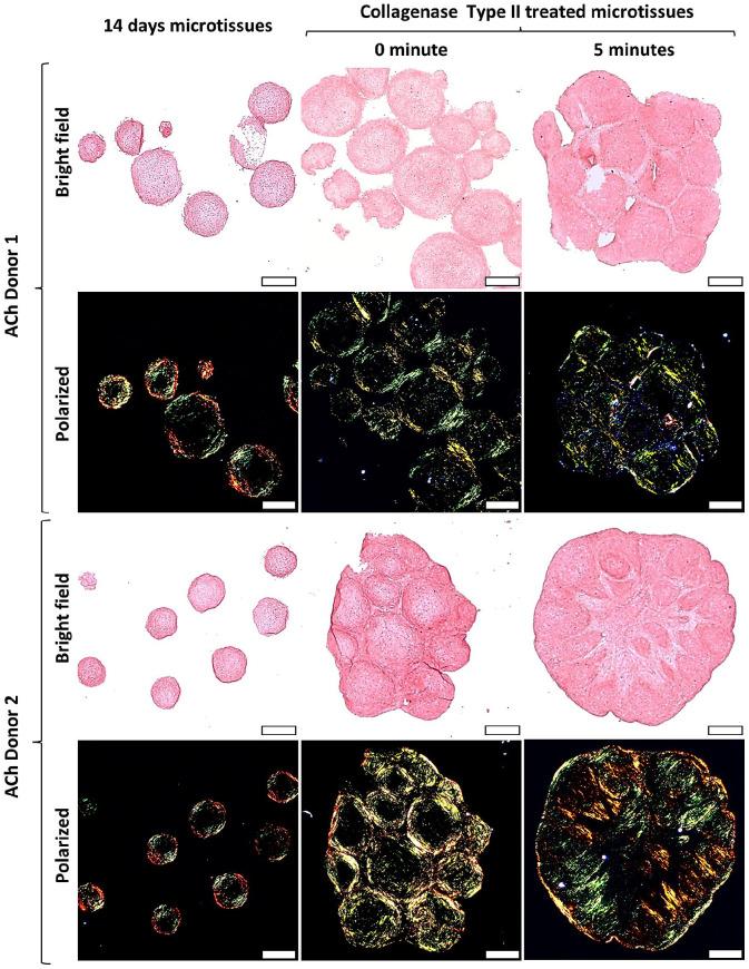 https://cdn.ncbi.nlm.nih.gov/pmc/blobs/825c/8793122/5ffa1861a05f/10.1177_20417314221074207-fig6.jpg