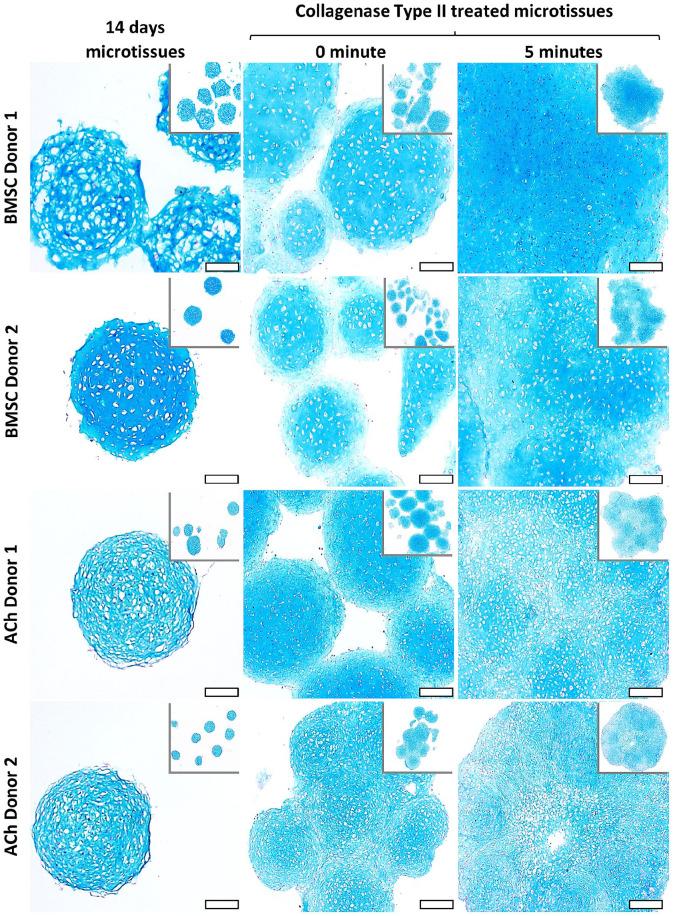 https://cdn.ncbi.nlm.nih.gov/pmc/blobs/825c/8793122/b873dfdf774b/10.1177_20417314221074207-fig3.jpg