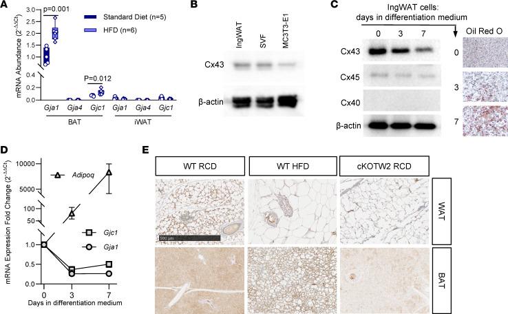 https://cdn.ncbi.nlm.nih.gov/pmc/blobs/825f/11063945/3b17a0d236b5/jciinsight-9-170016-g060.jpg