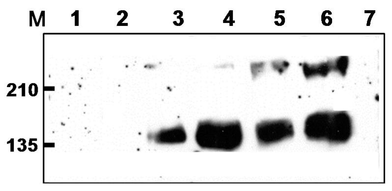 https://cdn.ncbi.nlm.nih.gov/pmc/blobs/8261/5748618/2062f9244900/vaccines-05-00052-g001.jpg