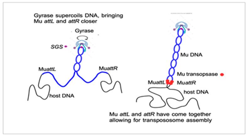 https://cdn.ncbi.nlm.nih.gov/pmc/blobs/8268/10052514/16b6740b77ed/viruses-15-00637-g001.jpg
