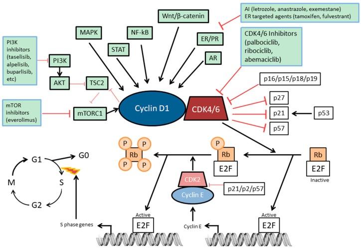 https://cdn.ncbi.nlm.nih.gov/pmc/blobs/8269/6523967/84d9e61bf30e/cells-08-00321-g001.jpg