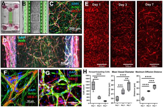 https://cdn.ncbi.nlm.nih.gov/pmc/blobs/826c/11664230/9f61f82733d1/BIOT-19-e202400550-g006.jpg