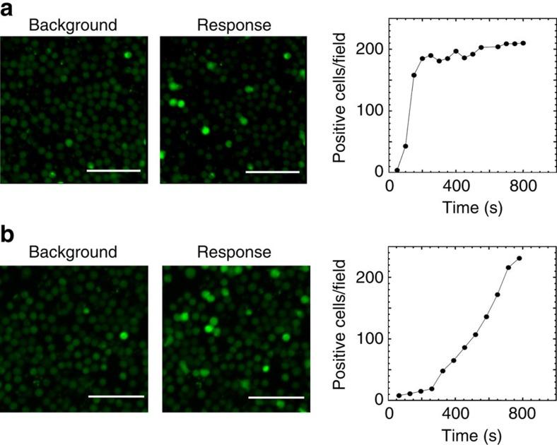 https://cdn.ncbi.nlm.nih.gov/pmc/blobs/826c/5095286/768db970f78e/ncomms13264-f5.jpg