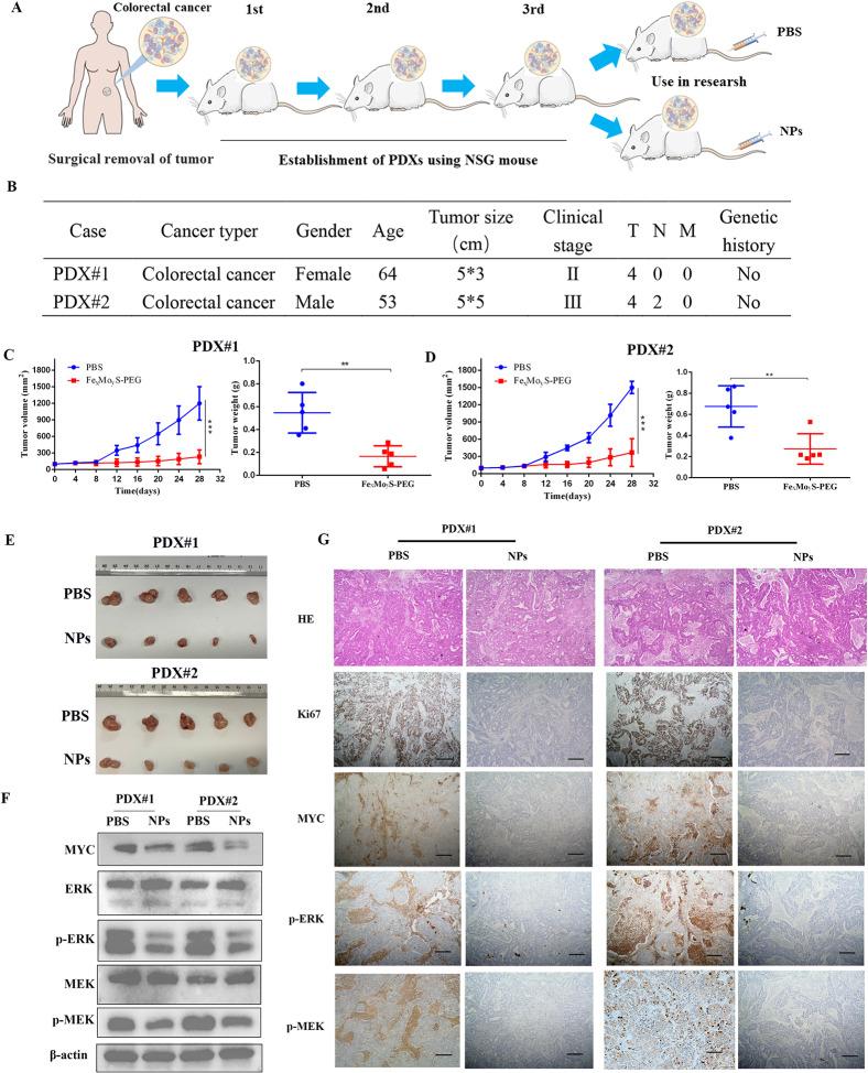 https://cdn.ncbi.nlm.nih.gov/pmc/blobs/826e/11097533/9d5d080d1e3f/12951_2024_2515_Fig9_HTML.jpg