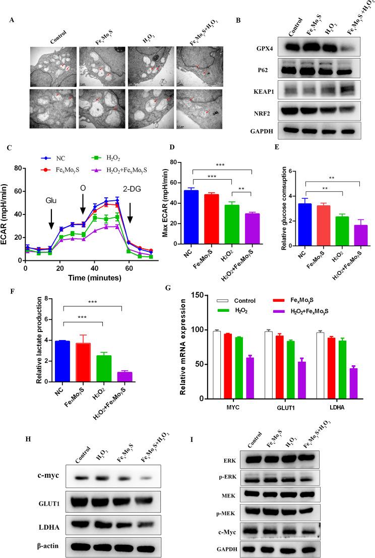 https://cdn.ncbi.nlm.nih.gov/pmc/blobs/826e/11097533/da8c4b578819/12951_2024_2515_Fig6_HTML.jpg