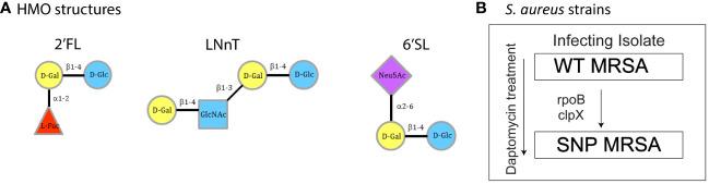 https://cdn.ncbi.nlm.nih.gov/pmc/blobs/8270/11187579/7fbb37a66ce6/fimmu-15-1379042-g001.jpg
