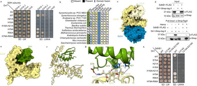 https://cdn.ncbi.nlm.nih.gov/pmc/blobs/8274/11014987/2aa2a6529cb1/41467_2024_47486_Fig5_HTML.jpg