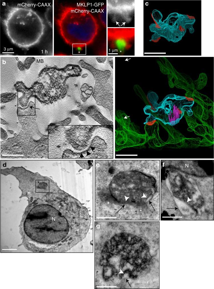 https://cdn.ncbi.nlm.nih.gov/pmc/blobs/8274/6639393/3a9cec81f5b5/41467_2019_10871_Fig3_HTML.jpg