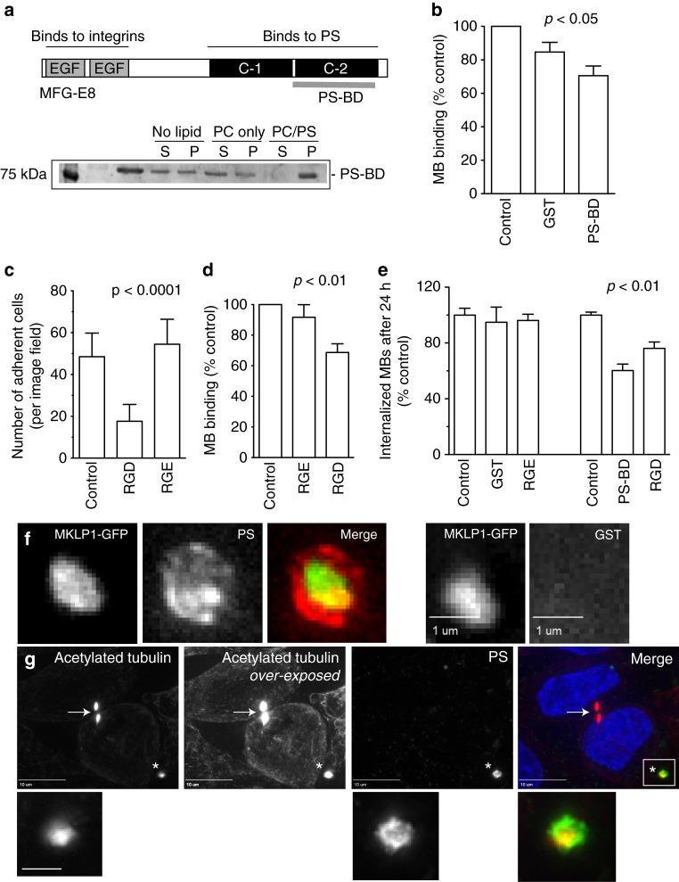 https://cdn.ncbi.nlm.nih.gov/pmc/blobs/8274/6639393/64967e9ea323/41467_2019_10871_Fig5_HTML.jpg