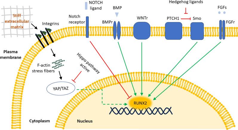 https://cdn.ncbi.nlm.nih.gov/pmc/blobs/827c/11993959/25f9b571479e/13287_2025_4288_Fig2_HTML.jpg