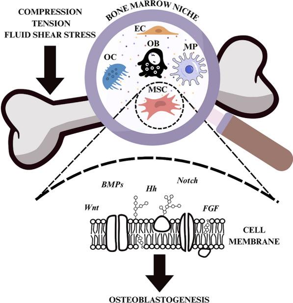 https://cdn.ncbi.nlm.nih.gov/pmc/blobs/827c/11993959/8feaf45403e5/13287_2025_4288_Fig1_HTML.jpg