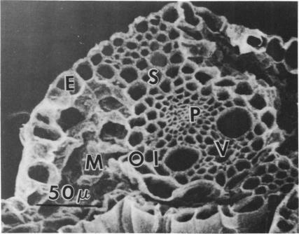 https://cdn.ncbi.nlm.nih.gov/pmc/blobs/827d/187058/b5c13ffb062a/applmicro00023-0151-a.jpg