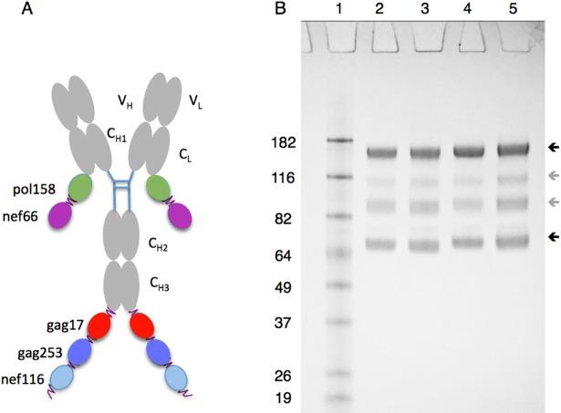 https://cdn.ncbi.nlm.nih.gov/pmc/blobs/827e/6267996/966bfcc91ad6/pone.0207794.g001.jpg