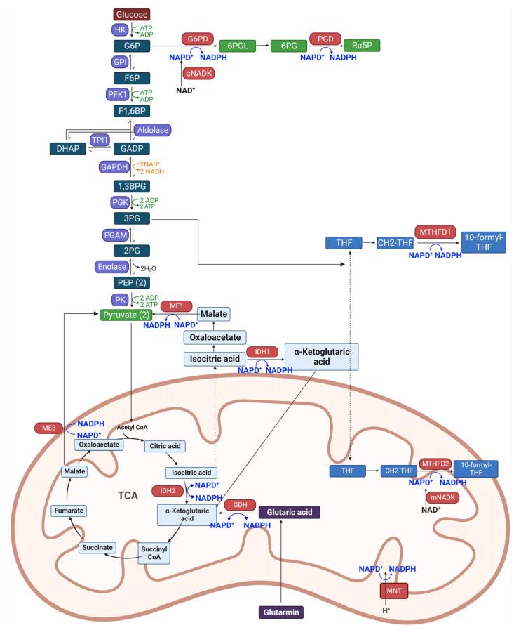 https://cdn.ncbi.nlm.nih.gov/pmc/blobs/827f/10779351/efdf2e5d83f0/ijms-25-00342-g002.jpg