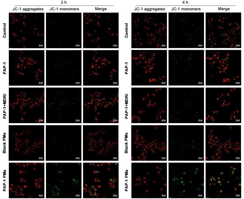 https://cdn.ncbi.nlm.nih.gov/pmc/blobs/827f/11986873/df0a63a98c90/IDRD_A_2490269_F0007_C.jpg