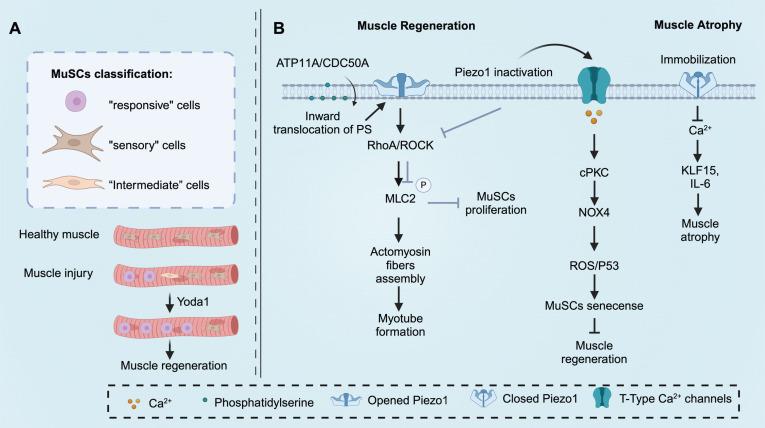 https://cdn.ncbi.nlm.nih.gov/pmc/blobs/8280/11234281/90a87c803219/thnov14p3963g004.jpg
