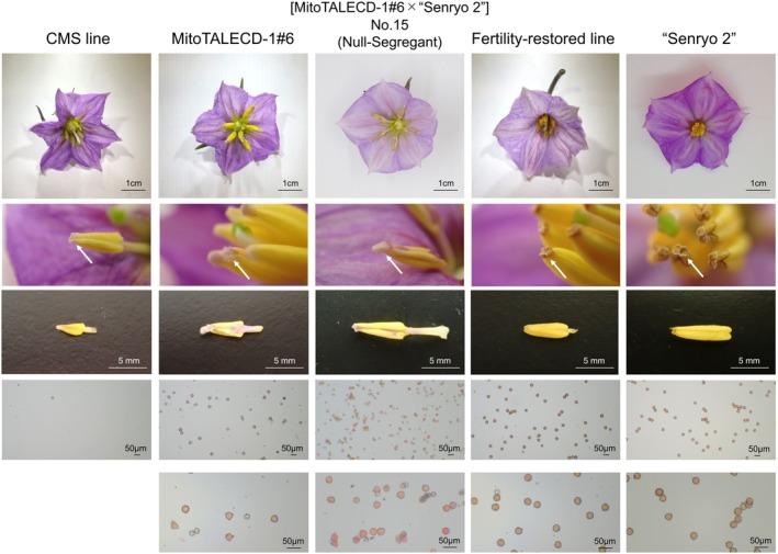 https://cdn.ncbi.nlm.nih.gov/pmc/blobs/8280/12335002/21618d63acc3/PPL-177-e70446-g001.jpg