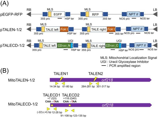 https://cdn.ncbi.nlm.nih.gov/pmc/blobs/8280/12335002/77941c4b3a75/PPL-177-e70446-g005.jpg