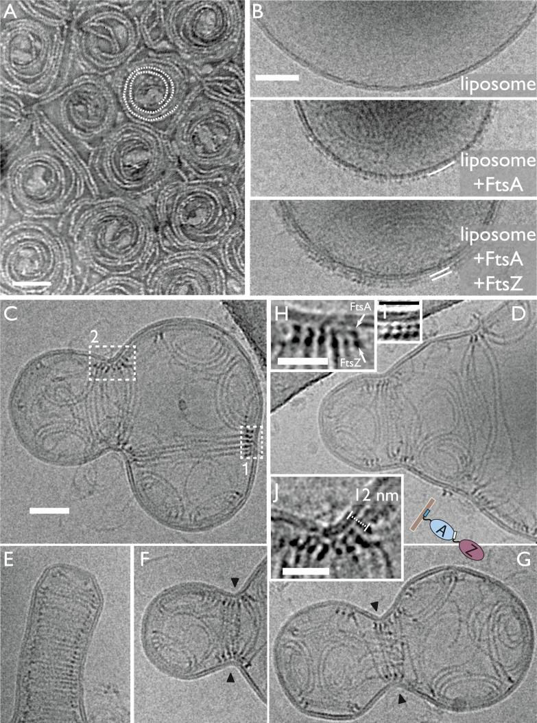https://cdn.ncbi.nlm.nih.gov/pmc/blobs/8282/4383033/953a58512825/elife04601f003.jpg