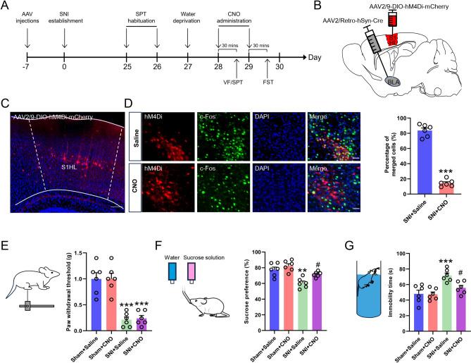 https://cdn.ncbi.nlm.nih.gov/pmc/blobs/8283/12012082/79f1146e1fc1/41598_2025_97164_Fig5_HTML.jpg