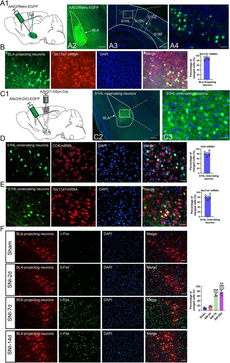 https://cdn.ncbi.nlm.nih.gov/pmc/blobs/8283/12012082/7d6315ef88c0/41598_2025_97164_Fig3_HTML.jpg