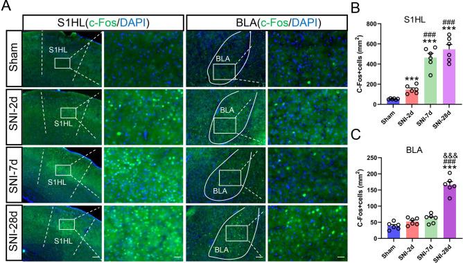https://cdn.ncbi.nlm.nih.gov/pmc/blobs/8283/12012082/8cb14d787317/41598_2025_97164_Fig2_HTML.jpg