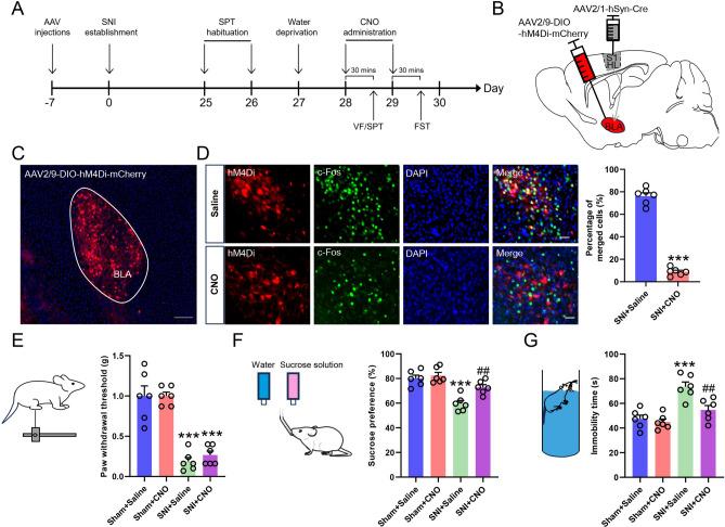 https://cdn.ncbi.nlm.nih.gov/pmc/blobs/8283/12012082/c079e0639ee9/41598_2025_97164_Fig6_HTML.jpg