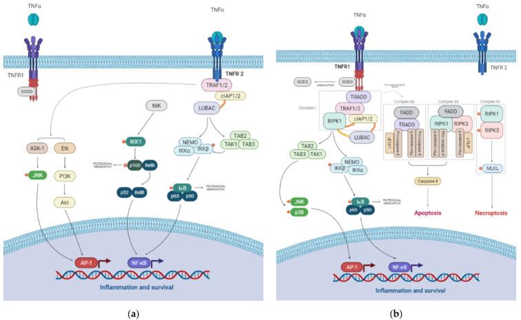 https://cdn.ncbi.nlm.nih.gov/pmc/blobs/8286/8950598/014d04e4e5bf/ijms-23-03284-g001.jpg