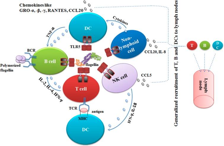 https://cdn.ncbi.nlm.nih.gov/pmc/blobs/8290/5628280/2faac2d74577/emm2017172f3.jpg