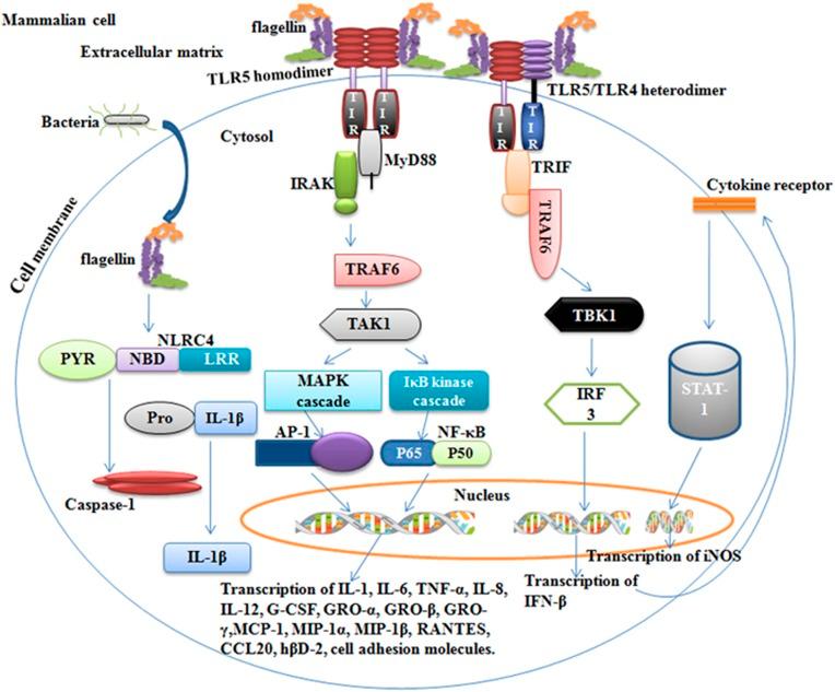 https://cdn.ncbi.nlm.nih.gov/pmc/blobs/8290/5628280/de94018fdff7/emm2017172f1.jpg