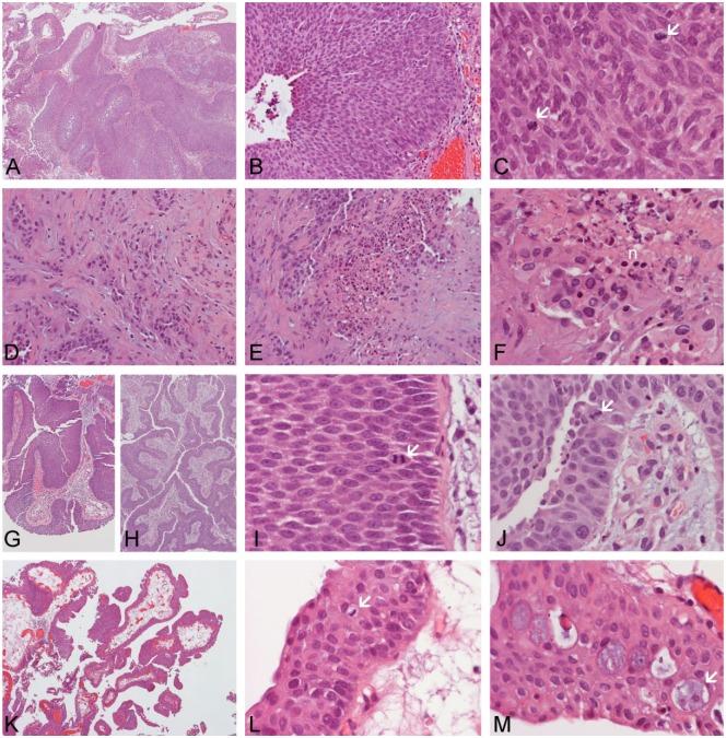 https://cdn.ncbi.nlm.nih.gov/pmc/blobs/8292/5739138/9947f55d330e/10.1177_1534735416664174-fig2.jpg