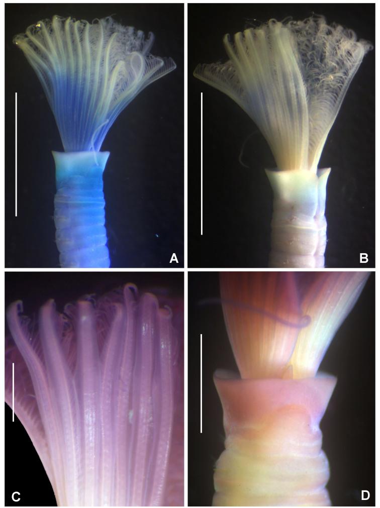 https://cdn.ncbi.nlm.nih.gov/pmc/blobs/8292/7511464/146af5649040/bdj-08-e57572-g011.jpg