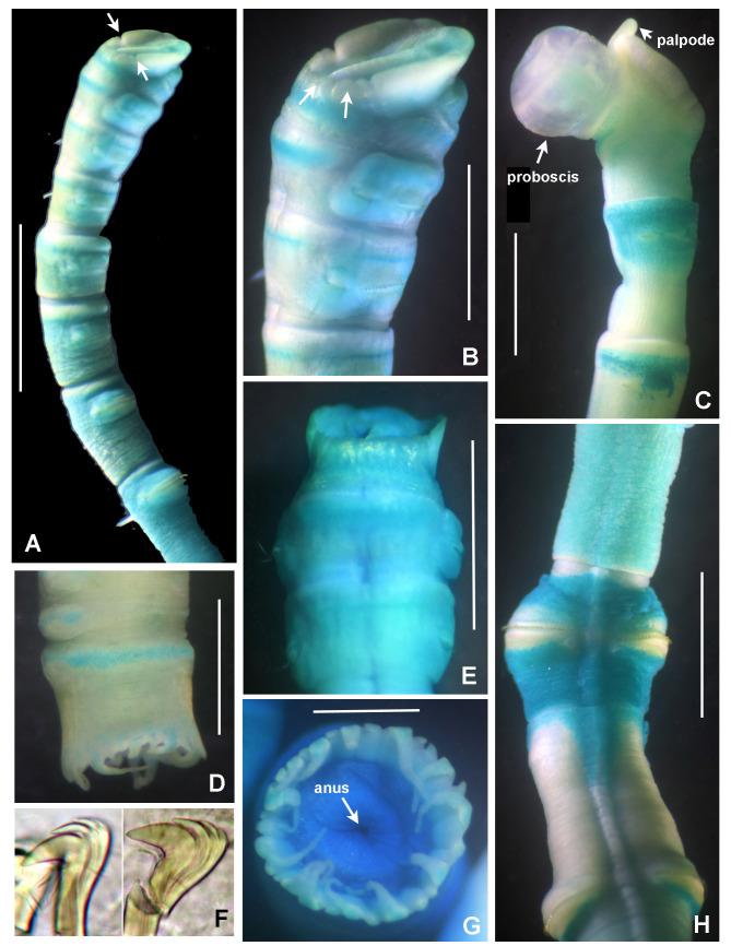 https://cdn.ncbi.nlm.nih.gov/pmc/blobs/8292/7511464/3b174d5580d2/bdj-08-e57572-g004.jpg