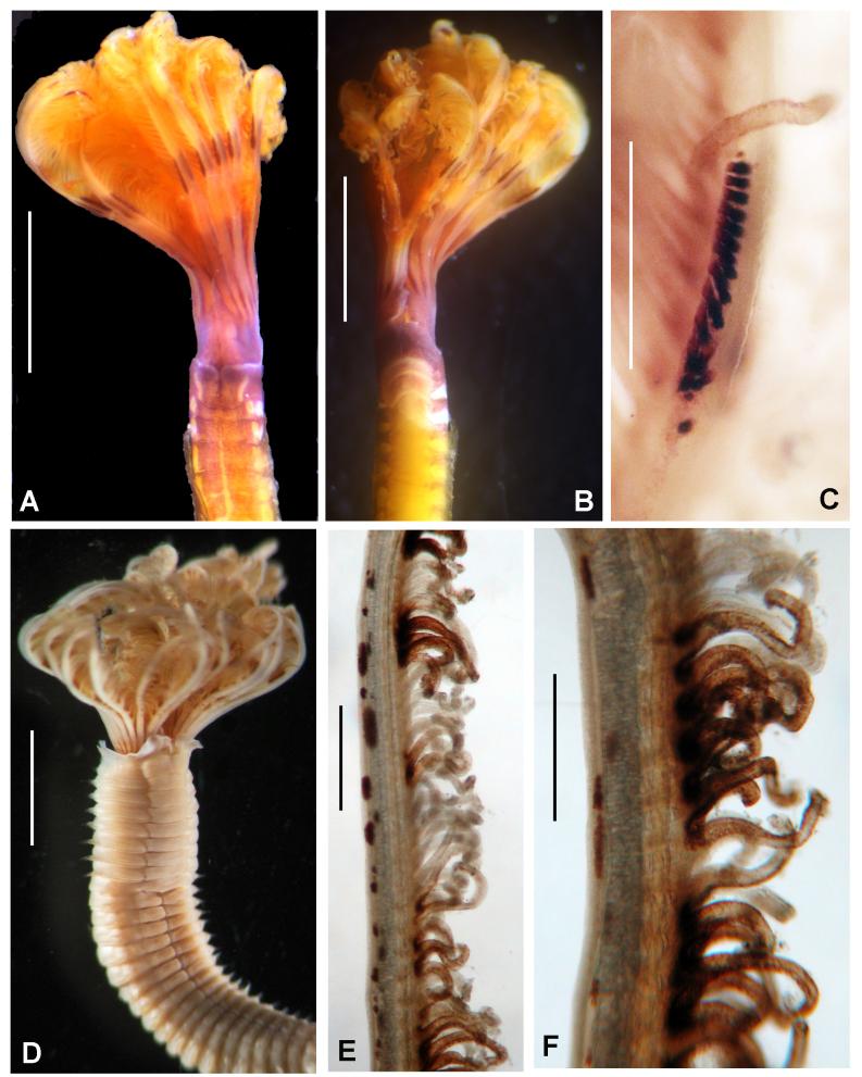 https://cdn.ncbi.nlm.nih.gov/pmc/blobs/8292/7511464/c1b67916a360/bdj-08-e57572-g012.jpg