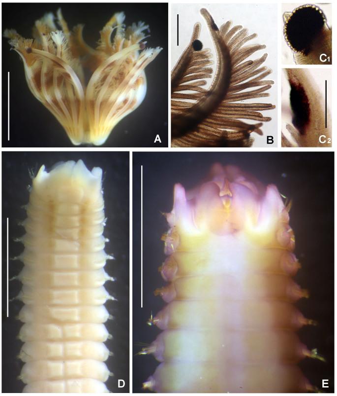 https://cdn.ncbi.nlm.nih.gov/pmc/blobs/8292/7511464/c29abd10f48c/bdj-08-e57572-g009.jpg